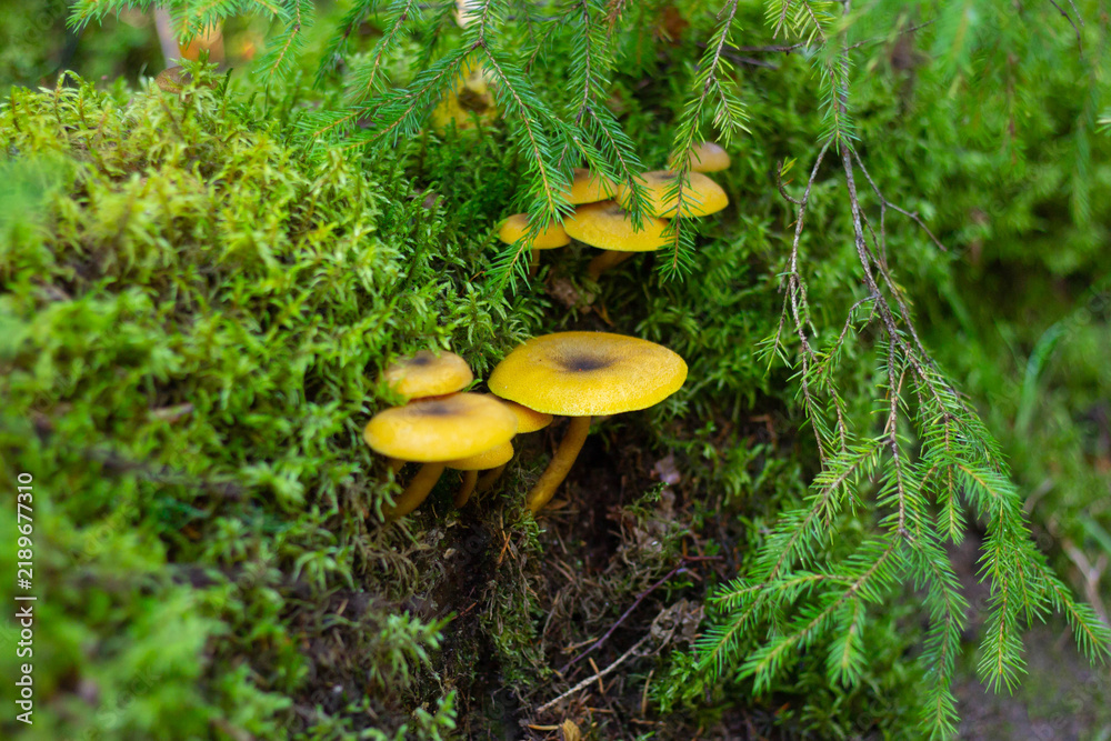 Fototapeta premium Cluster of yellow tricholomopsis mushrooms growing under spruce branches in a mossy forest