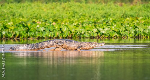 caiman at the water in Pantanal Brasil
