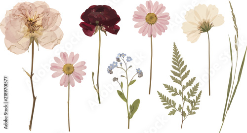 Pressed dry flowers set with botanical wild floral elements and green fern leaves isolated on a white background