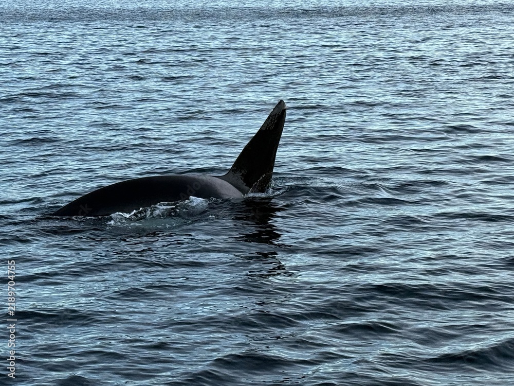 Obraz premium dolphin jumping out of water