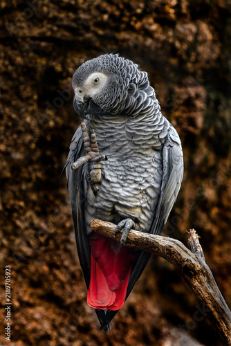 African grey parrot on the knot. Latin name - Psittacus erithacus