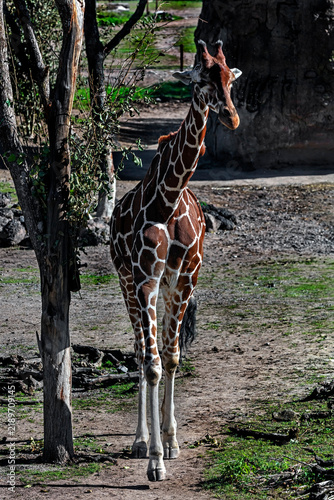 Принти на полотні Walking giraffe