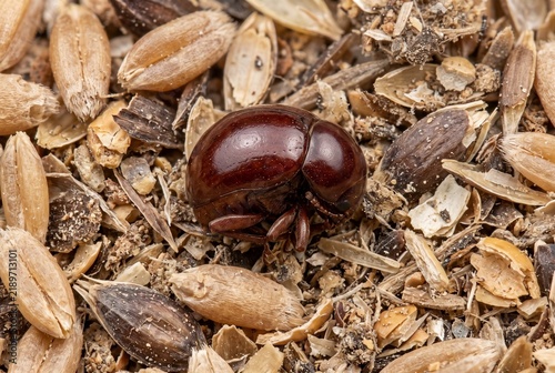 Spider beetle in death feigning posture (thanatosis) camouflaged among seeds and debris