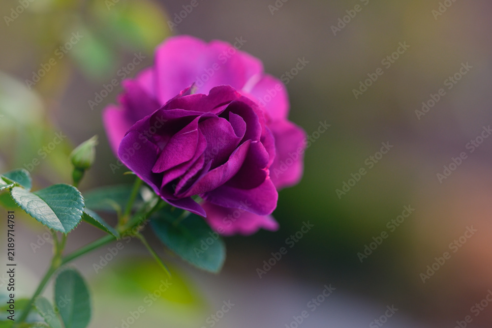 Fototapeta premium Der Sommer ist fast vergangen und der Herbst bringt uns die letzten Rosenblüten in den Garten