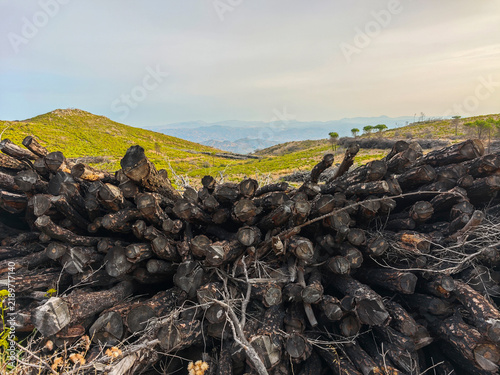 Fotografía Madera de arboles procedente de un incendio en la sierra de Mijas