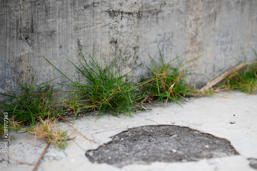 Green grass and weeds pushing through cracked concrete beside a weathered wall