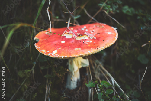 Foto fly agaric with slug damages in a mountain forest at a autumn morning