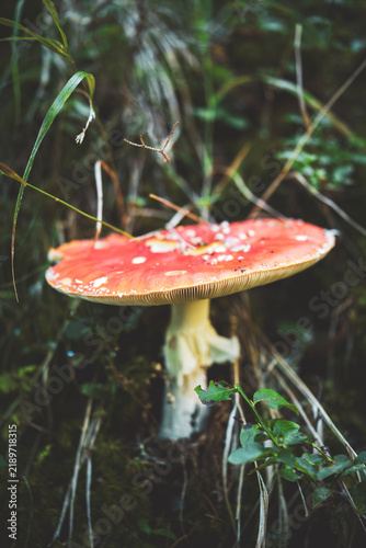 Bild auf Leinwand fly agaric with slug damages in a mountain forest at a autumn morning