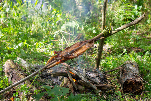 Obraz na plátne Fresh caught fish being roasted on a wooden spit over a campfire in the forest