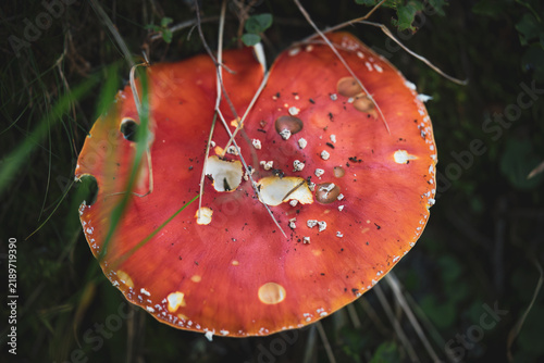 Foto fly agaric with slug damages in a mountain forest at a autumn morning