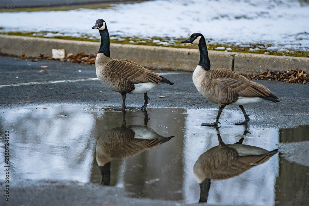 Obraz premium Natural abstract goose close up with water reflection in the frame, authentic city park background image