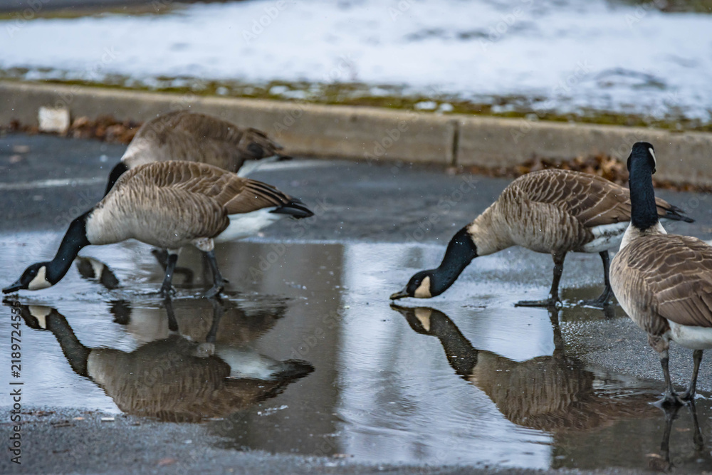 Obraz premium Natural abstract goose close up with water reflection in the frame, authentic city park background image