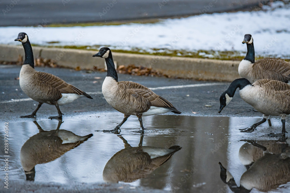 Obraz premium Natural abstract goose close up with water reflection in the frame, authentic city park background image