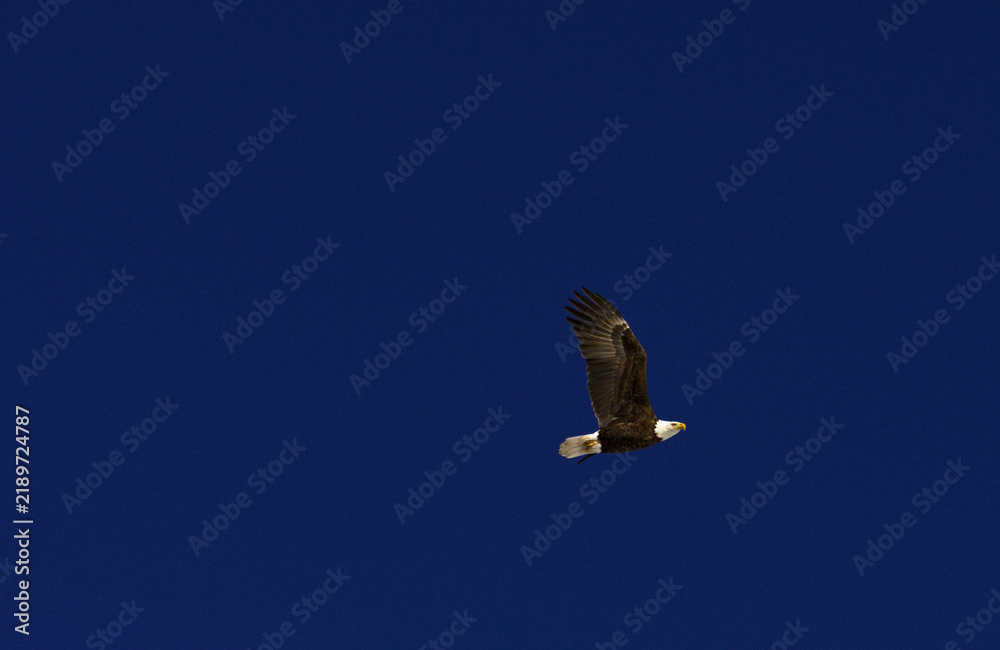Obraz premium eagle in flight on clean dark blue sky American patriotic theme, authentic animal, backgrounds copy space