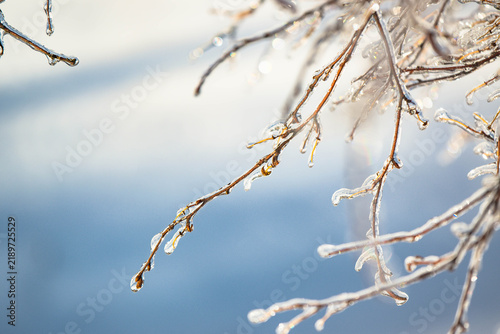 branches covered with hoarfrost, bokeh backgrounds