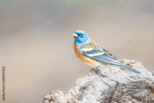 Foto Lazuli Bunting Male in Arizona