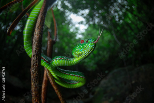 Fotografie Low angle wide image of an adult female pope's pit viper in an ambush position i