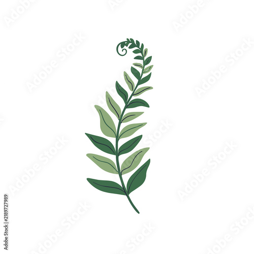 Stylized fern frond illustration