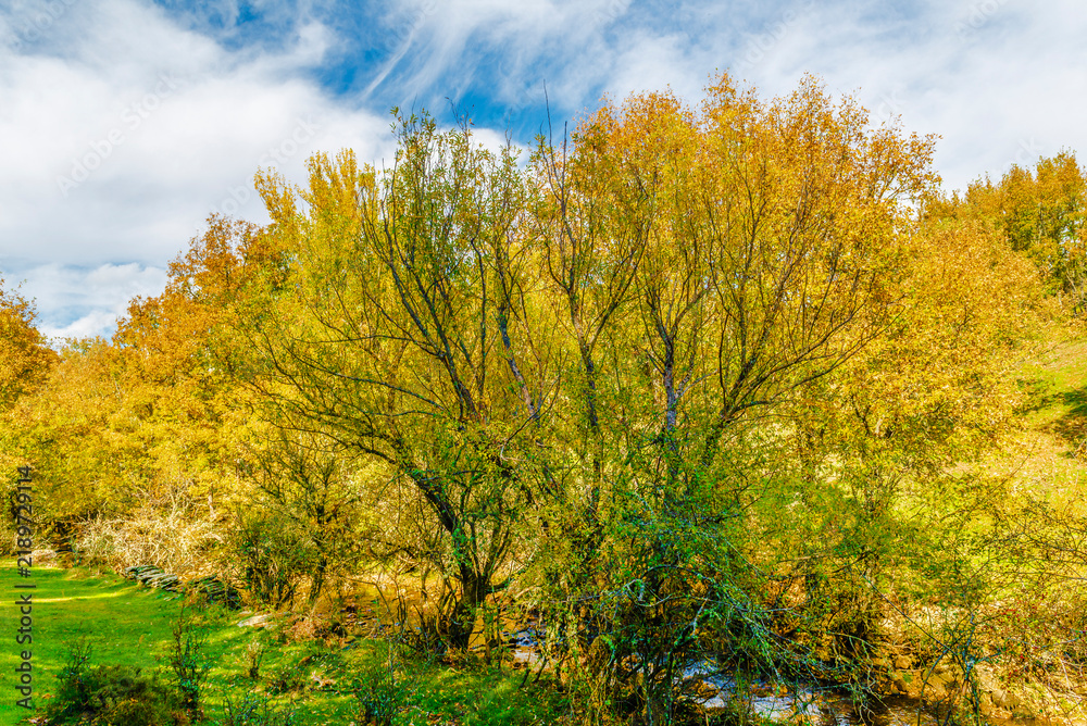 Fototapeta premium Forests, La Hiruela, Sierra Norte, Madrid, Spain