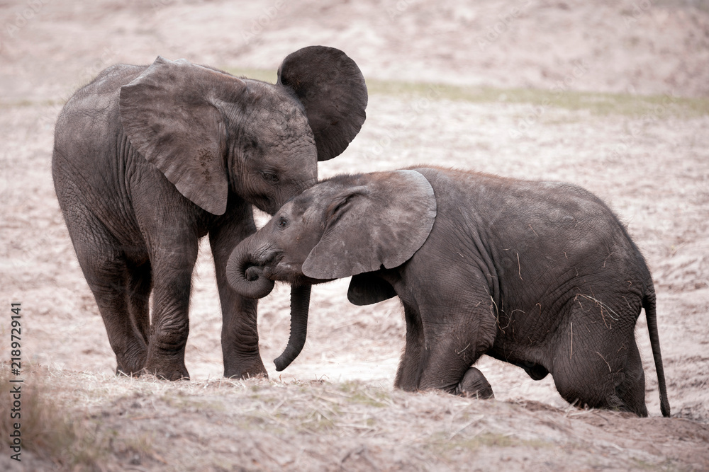 Fototapeta premium Two african bush elephant calves - Loxodonta africana