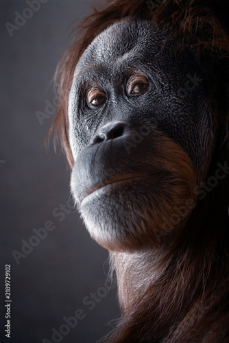 Принти на полотні Sumatran orangutan portrait - Pongo abelii