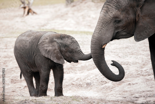 Foto African bush elephant calf - Loxodonta africana