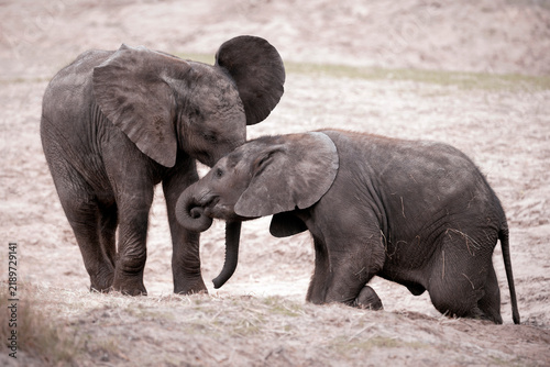 Canvas Print Two african bush elephant calves - Loxodonta africana