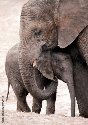 Cuadro en lienzo African bush elephant mother and her calf - Loxodonta africana