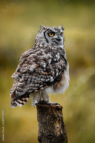 Картината върху платно Spotted eagle-owl - Bubo africanus