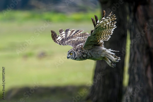 Картината върху платно Spotted eagle-owl in flight - Bubo africanus