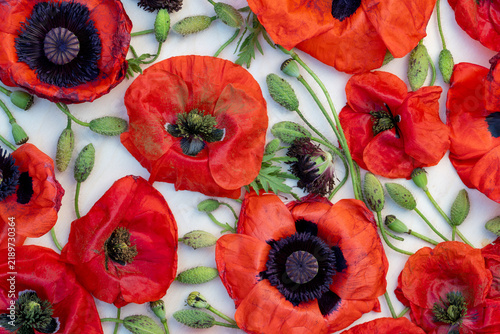 Vivid Red Poppy Flowers With Green Buds and Leaves. Botanical Flat Lay on White Background. Natural Summer Flower for Floral Concept