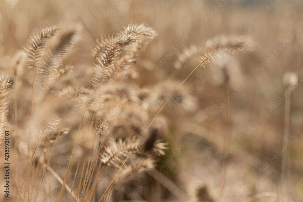 Fototapeta premium Golden Dry Grass in Soft Natural Light, Rustic Autumn Background