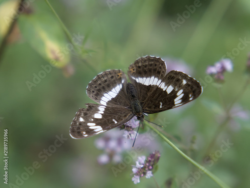butterfly on a flower