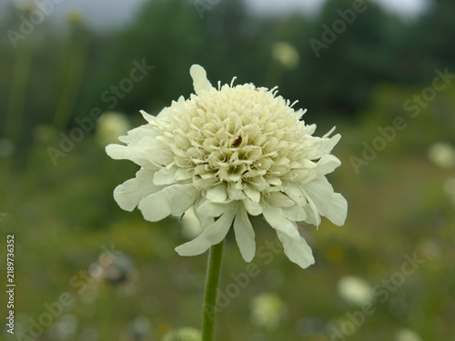 Large white flower