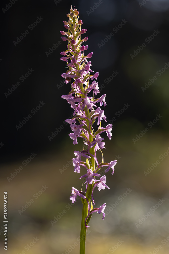 Fototapeta premium Dense Fragrant orchid inflorescence 