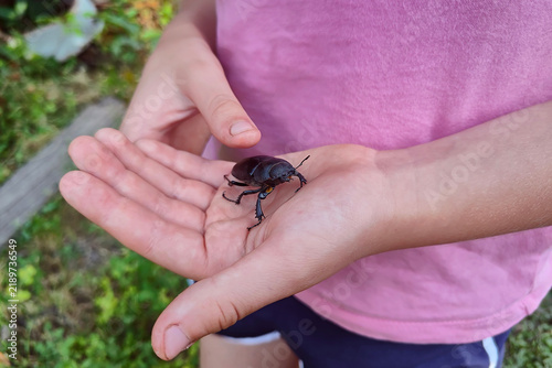Child holding a black beetle in hands