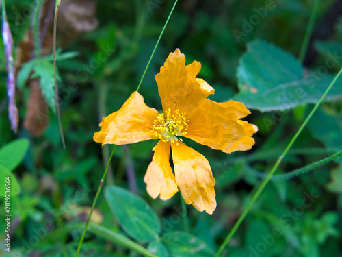 wild orange Papaver