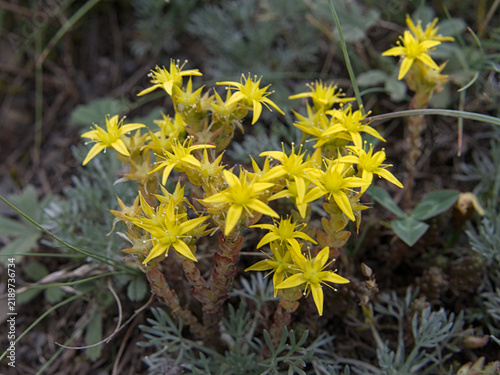 yellow flowers on the ground