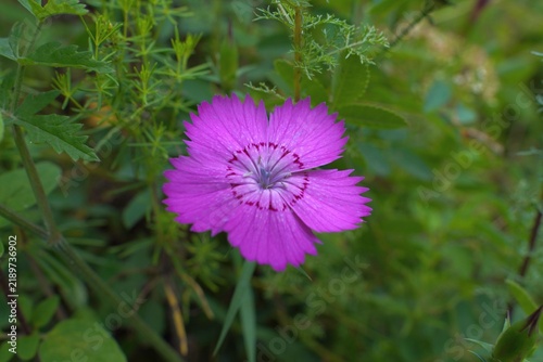 purple flower in the garden