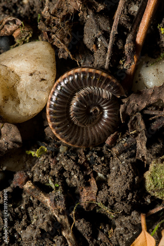 Fotografie Coiled millipede among soil stones and forest debris
