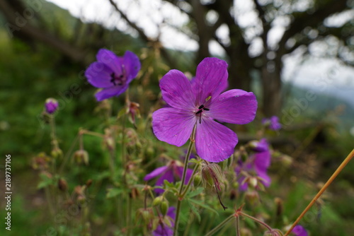 purple flowers in the garden