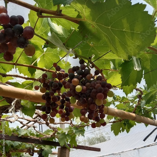 Foto Red wine grapes - Nakhon Ratchasima