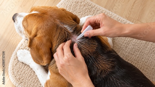 Overhead view of spot on treatment on a Beagles neck