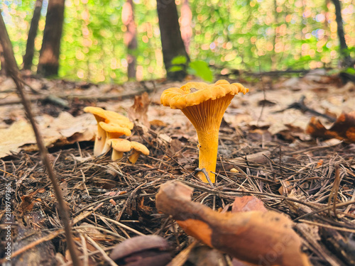 Picking mushrooms in the forest. Selective focus.