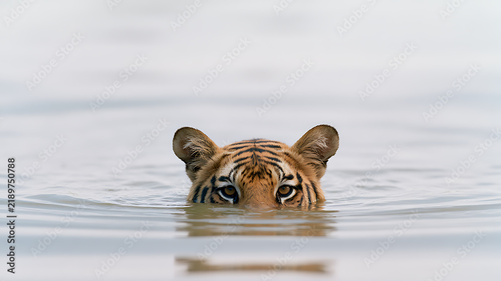 Obraz premium Close up head shot of a wild tiger or Panthera tigris peeking above the calm water surface in nature, capturing intense gaze and focus