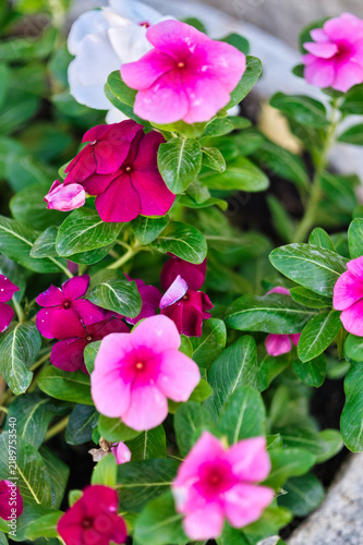 Colorful blooming flowers in garden
