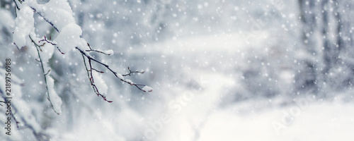 Cuadro en lienzo Snow-covered branches over a bright snowy path in winter