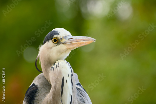 Фотография Grey heron shown in close-up against a softly blurred green background