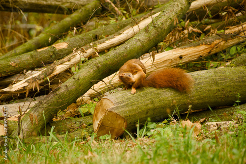 Картината върху платно Red squirrel perched on a moss-covered fallen log, grooming itself and gently ni