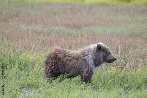 Obraz na płótnie Brown Bear Cub on Windy Field